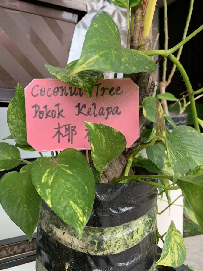 A plant label in English, Malay and Chinese. The country's language environment, in a single photograph.