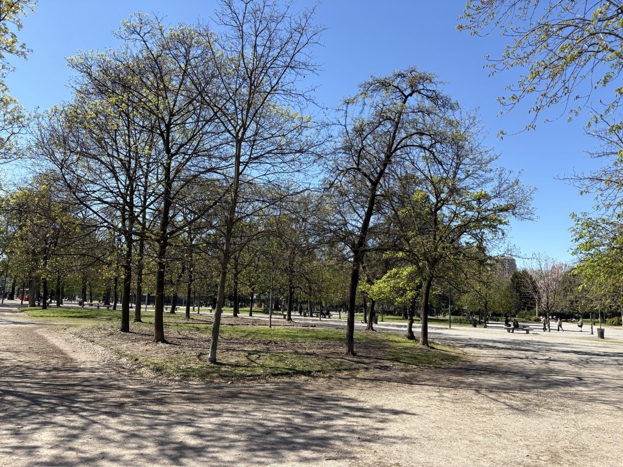 センピオーネ公園の並木道