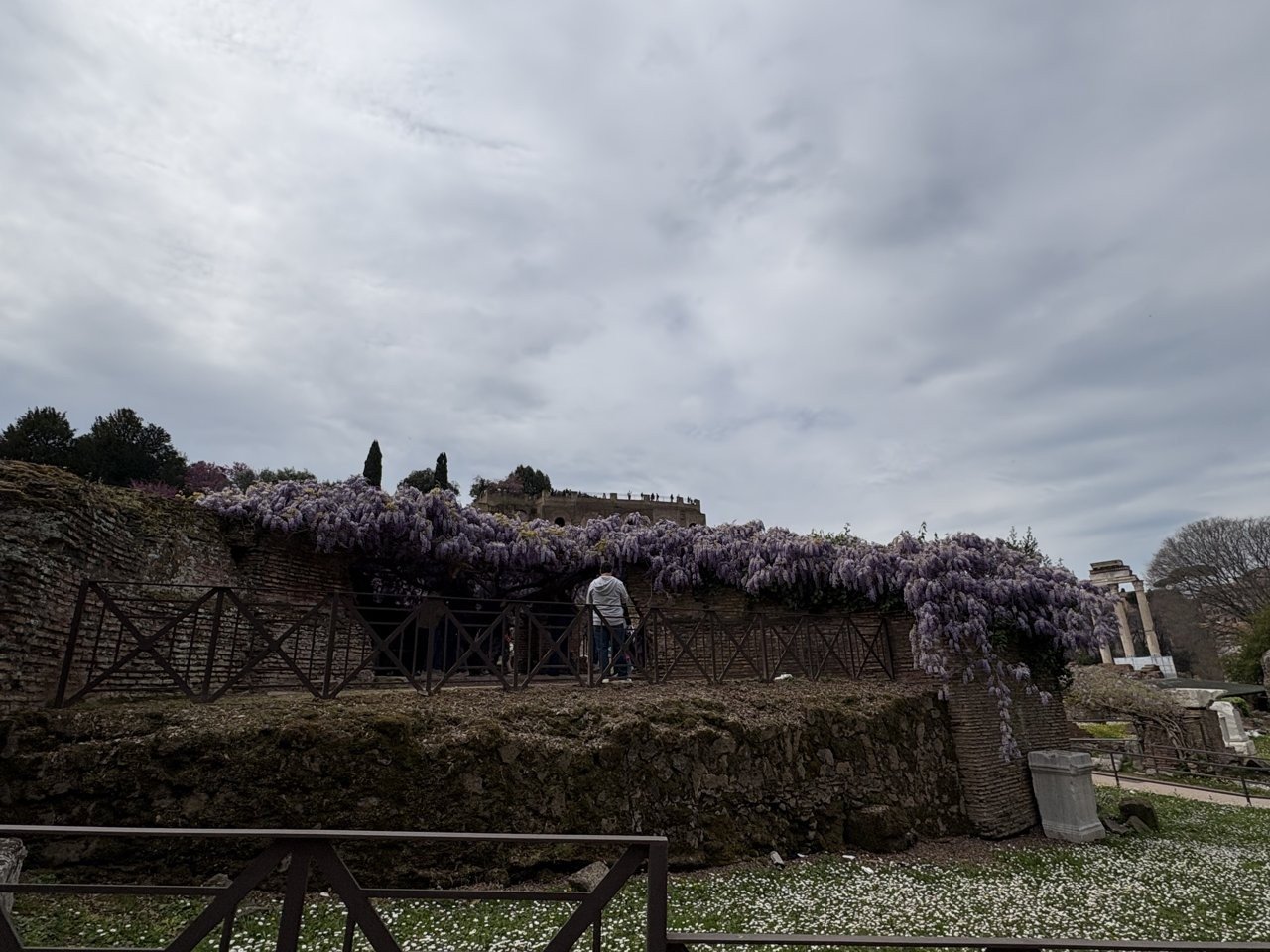 写真：フォロ・ロマーノに咲く藤の花（4月3日）
