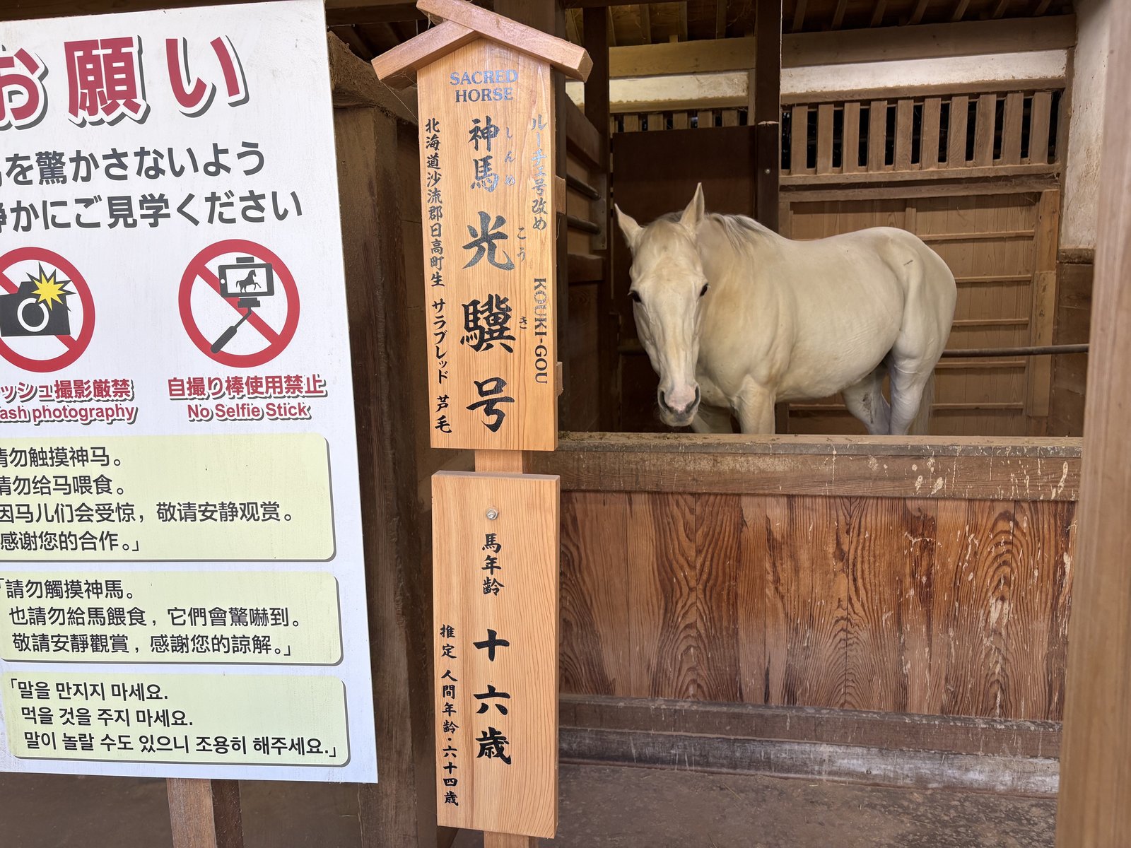 金刀比羅宮の神馬（白いお馬さん）