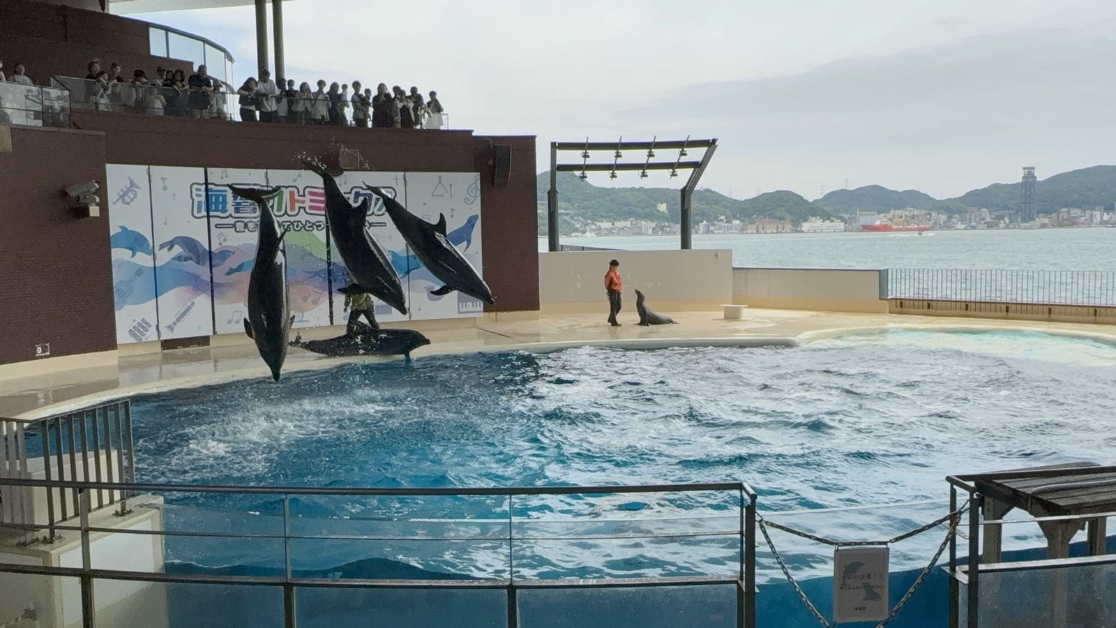 海を背景に複数のイルカが同時にジャンプするショー