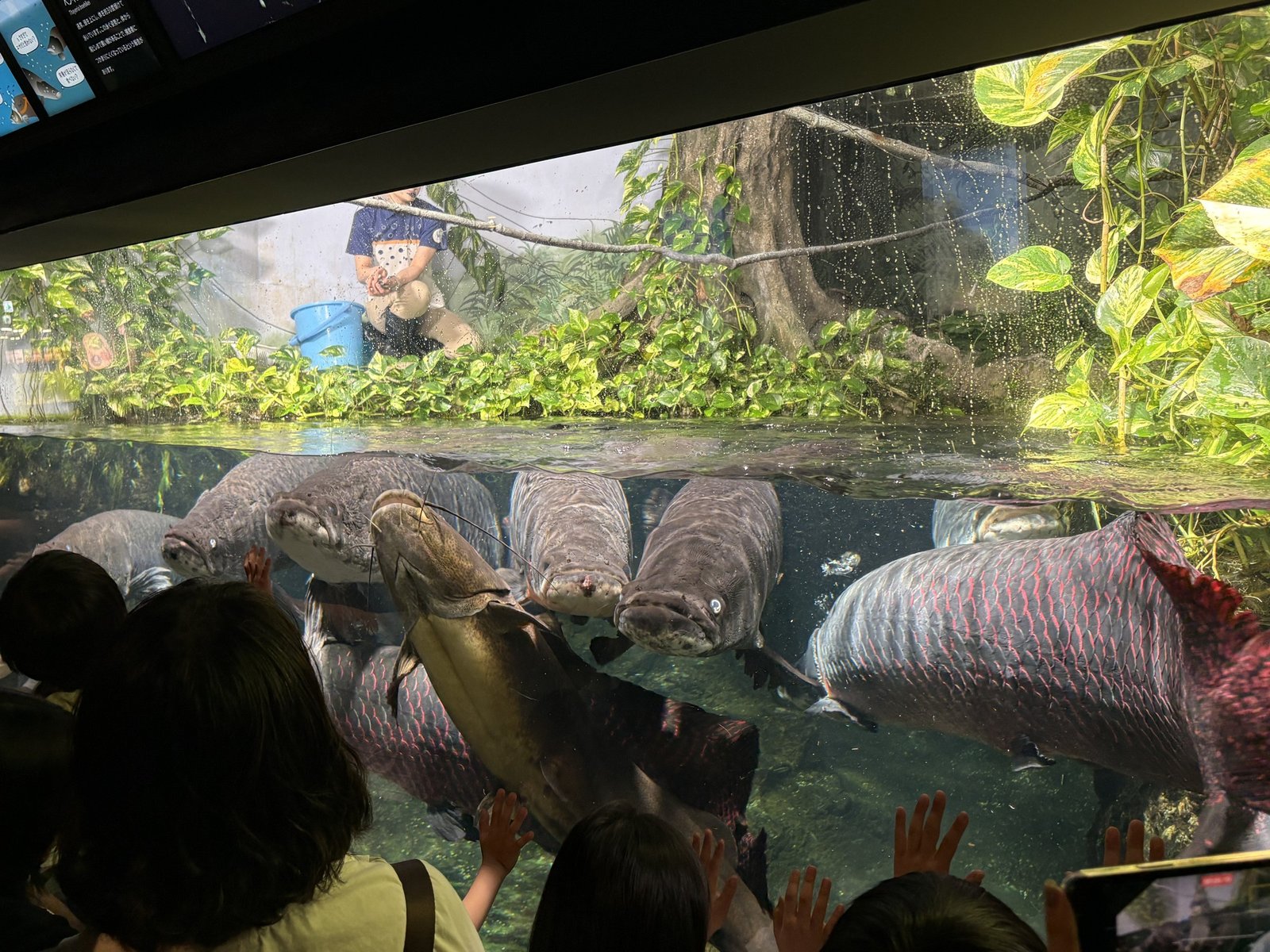大水槽の魚を間近で観察する子どもたち
