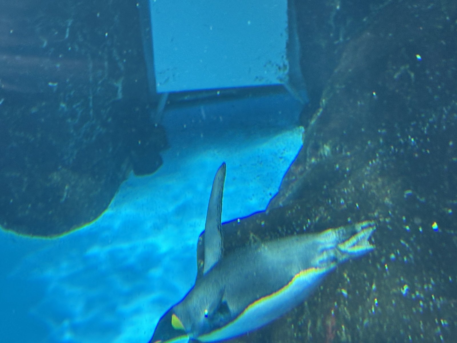 水中トンネルを泳ぐペンギン