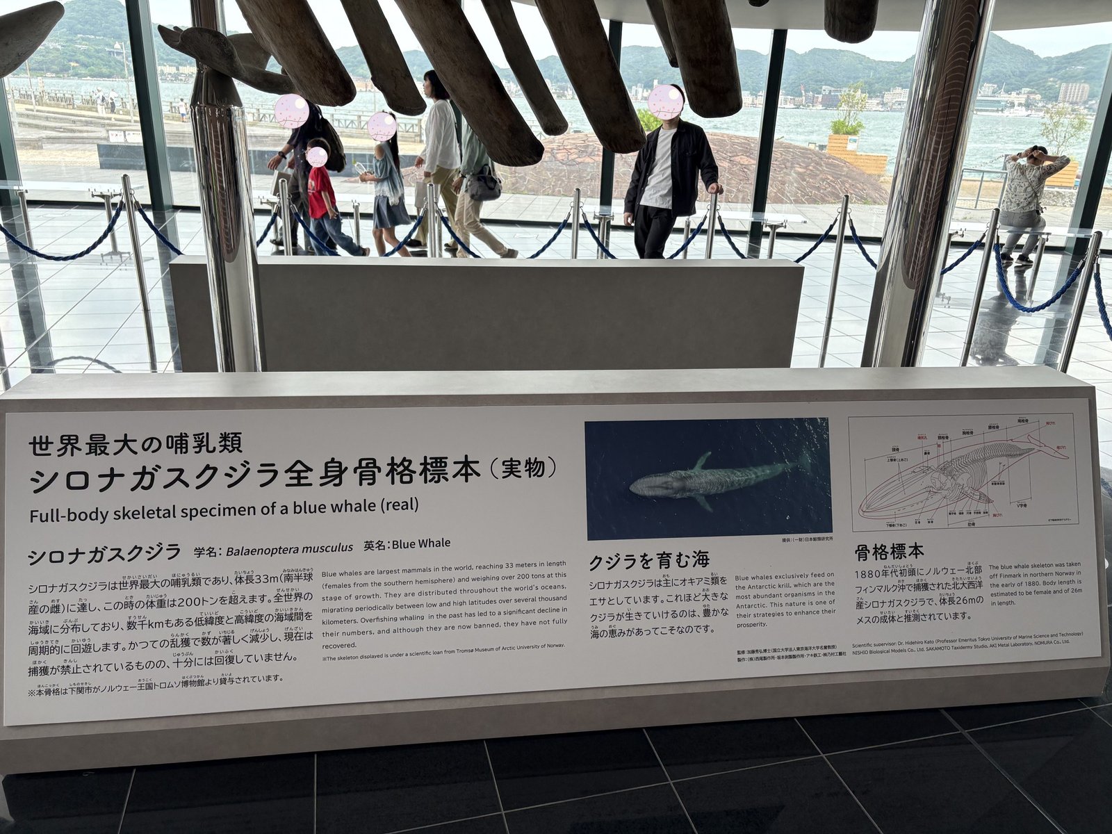 シロナガスクジラの全身骨格標本の案内板