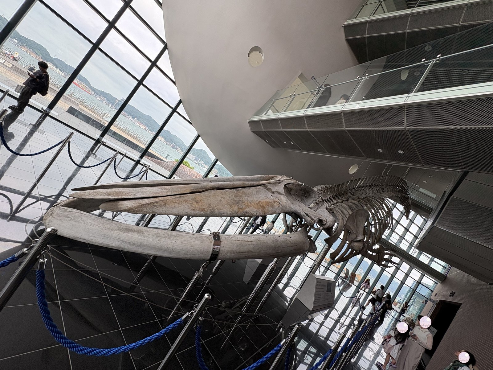 吹き抜けに展示されたクジラの骨格標本